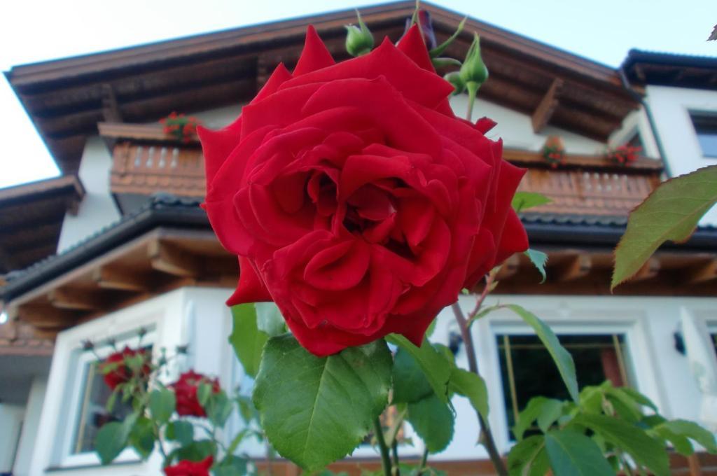 Hotel Viktoria Castelrotto Kültér fotó